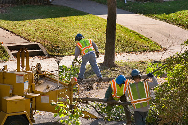 Lamont, MI Tree Services Company